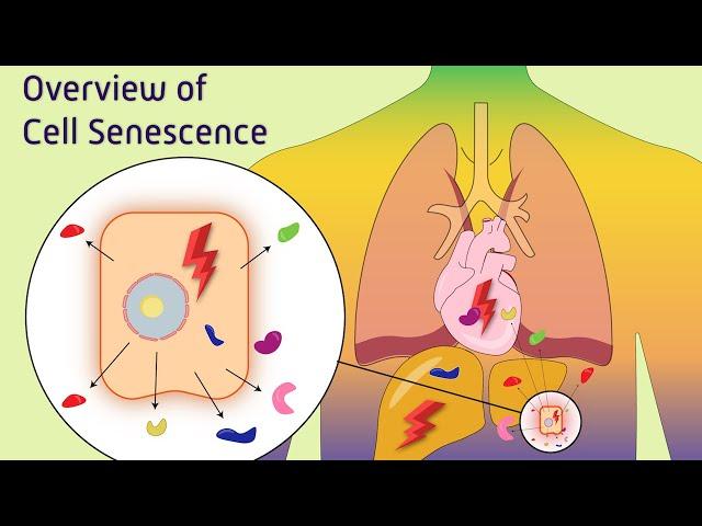 Overview of Cell Senescence