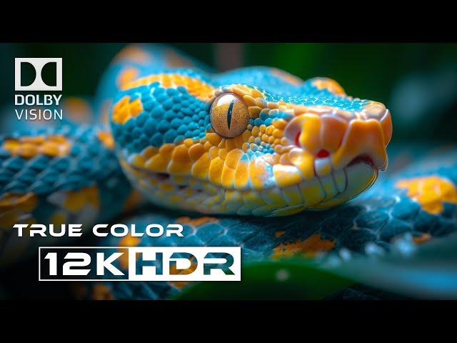 Best of Dolby Vision 12k HDR