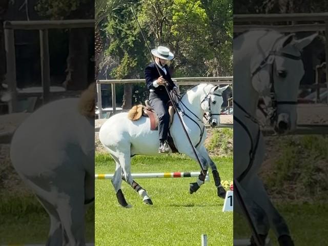 Equestrian mastery – Gilberto & Iranio #equestrian #workingequitation #lusitano