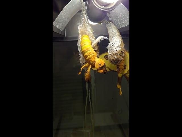 Comet moth (Argema mittrei) emergence