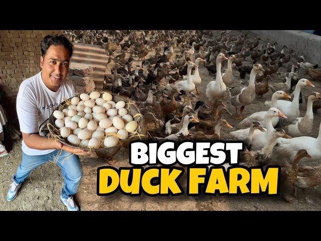 Duck Farm in Pakistan | Duck Eggs Price | Pakistan Ostrich Farm Brand