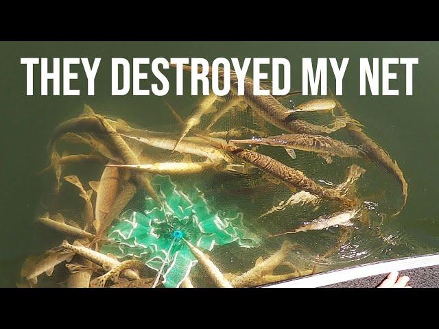 They destroyed my net (Longnose Gar)