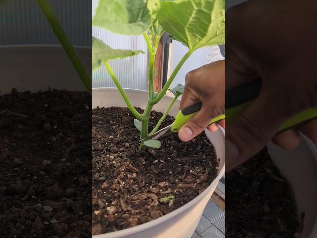 Simple Pruning tips for Cucumbers ! Maximum production ! #gardening #garden