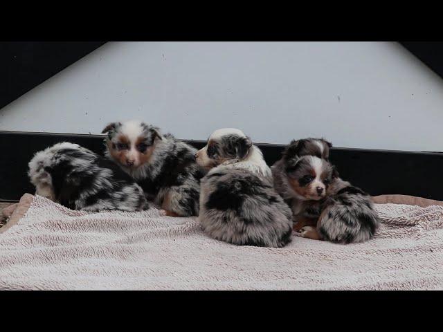 Mini Australian Shepherd Puppies For Sale