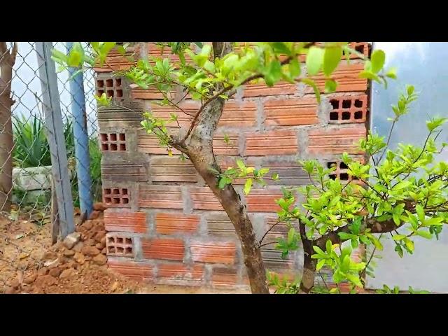 bonsai hải châu (7/4/2023) clip 235 giá rẽ 800 #bonsai ,#bonsainghethuat ,#bonsaivietnam,#câycảnhđẹp