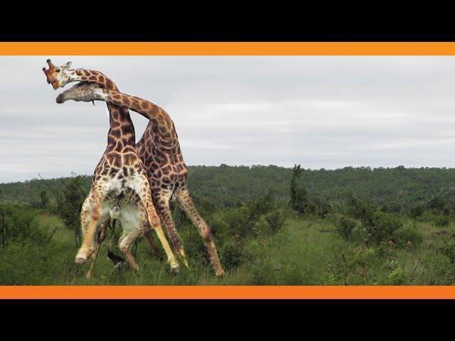 Giraffes Fighting