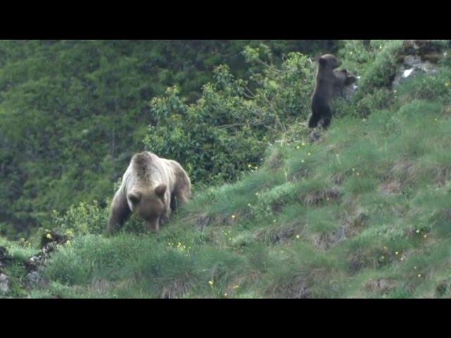 Un oso pardo ataca a un hombre en Cantabria