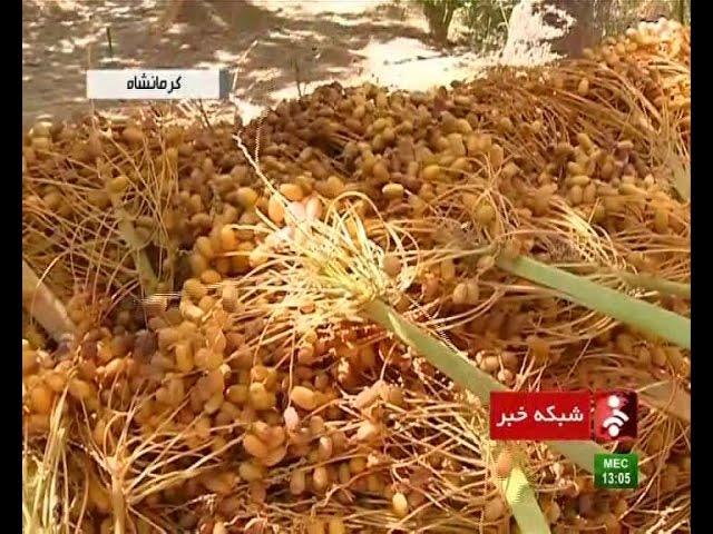 Iran Ghasr-e Shirin, The Golden Palm Dates land برداشت خرما از نخلستانهاي قصرشيرين