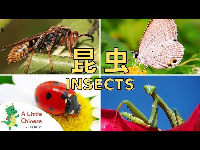 Everything You Wanted to Know About Insects in Chinese 昆虫 | Learn Chinese for Kids, Toddlers, Babies