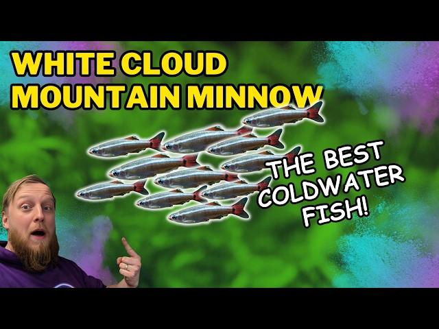 White cloud mountain minnow: EVERYTHING you need to know! Complete care guide.