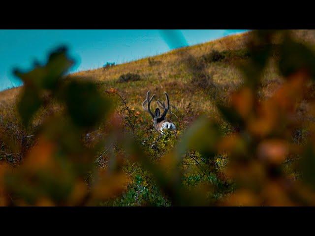 Crazy!! First 3 days of Archery | Elk, Cougar, Whitetails, Muley and More....