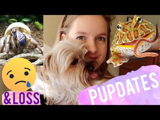 Pet Updates: Hamster, Pacman Frog, Hermit Crabs & A Pet Loss