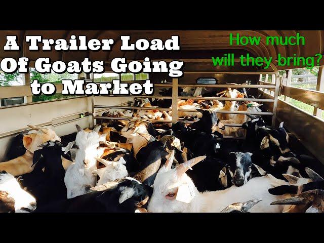 Meat Goats For Money  | Is There A Profit In Meat Goats?