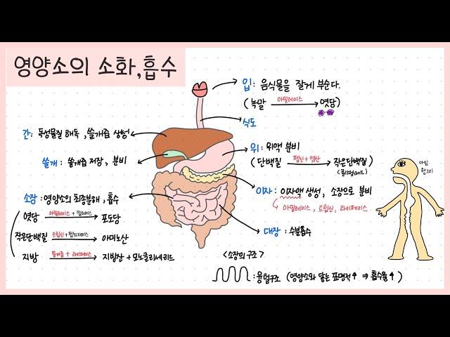 [중2 동물과 에너지] 1강. 소화계 정리하기 함께 필기해요 ┃영양소의 소화 과정┃소화 효소 정리