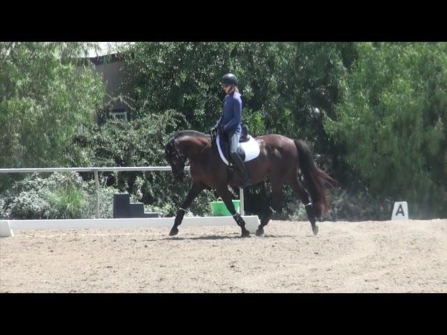 How to ride Dressage Training level test 1