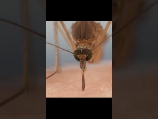 bayan| bayan emotional| mosquito. #religion #islamicsayings #adab