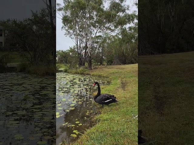 Wakey Wakey Black Swan #goldcoast #australia