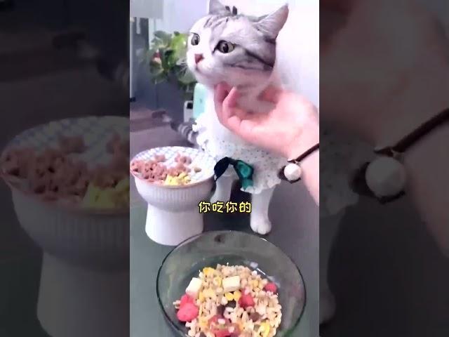 泡芙上班除了吃就是睡 我想和猫老板互换下   副本