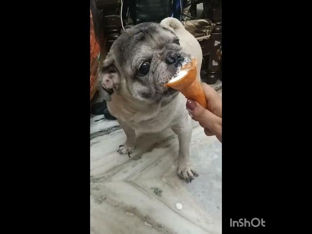 Icecream baby ️️ #ron #pug #cutiepie #baby #reels #yputubeindia #yputubeshorts #yputubevideo