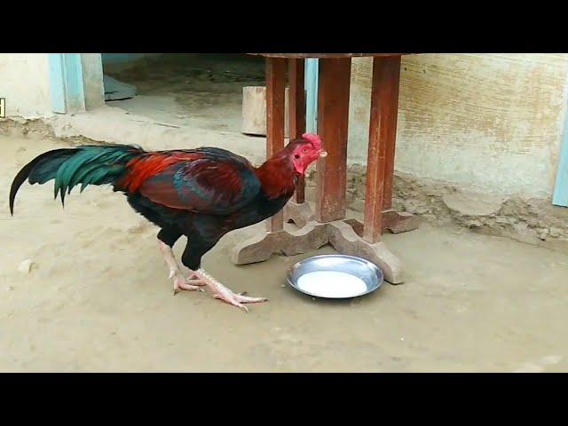 Beautiful Rooster Drinking Milk | King Rooster | Aseel Rooster | Unique Pets World