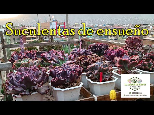 More succulent gardens in Lima the capital #succulent #echeveria #succulentlovers