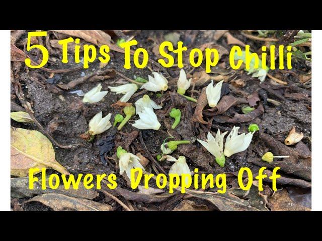 5 Tips To Stop Chilli Flower Dropping Off