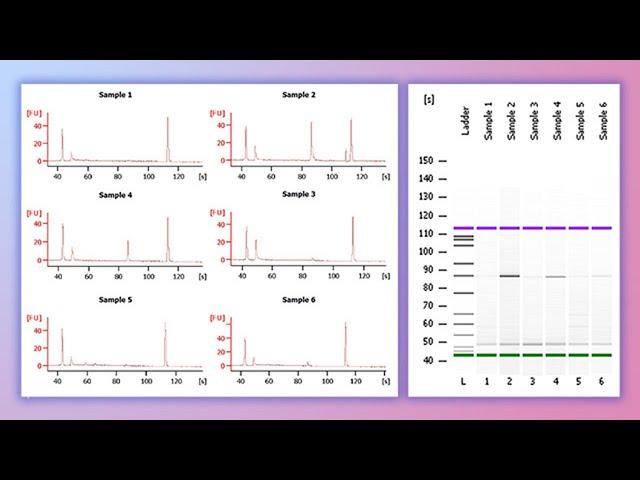 Forensic DNA Profiling, Part I
