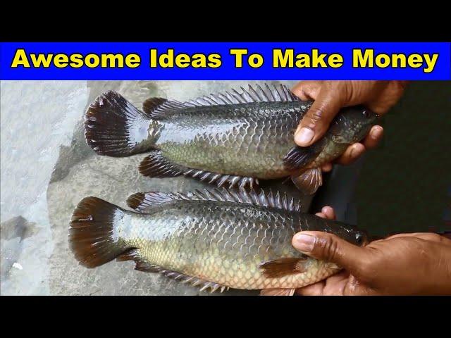 Climbing Fish Farm - Awesome Ideas To Make Money