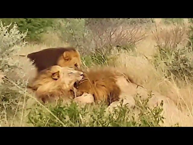 Four Lions' Epic Battle for Territory || World Wild Web