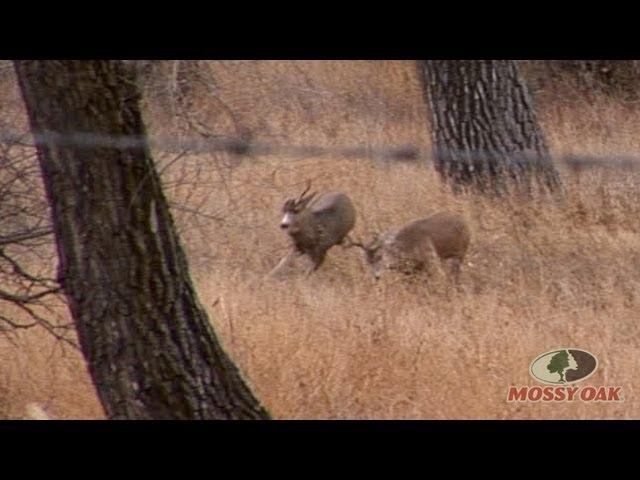 Whitetail vs Mule Deer Fight - Mossy Oak