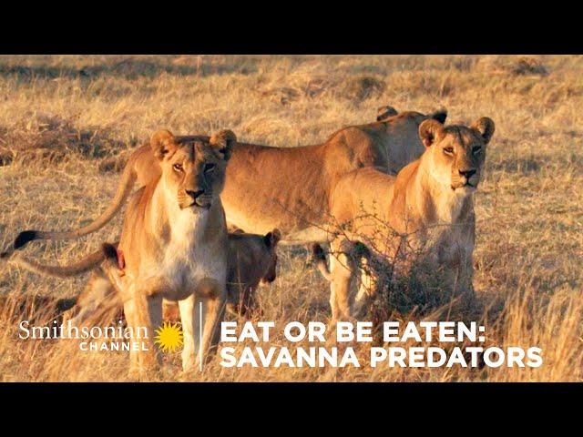 Eat Or Be Eaten: Savanna Predators  Smithsonian Channel