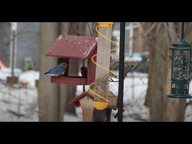 Nature Niche Live Bird Feeder Camera - Michigan Songbirds