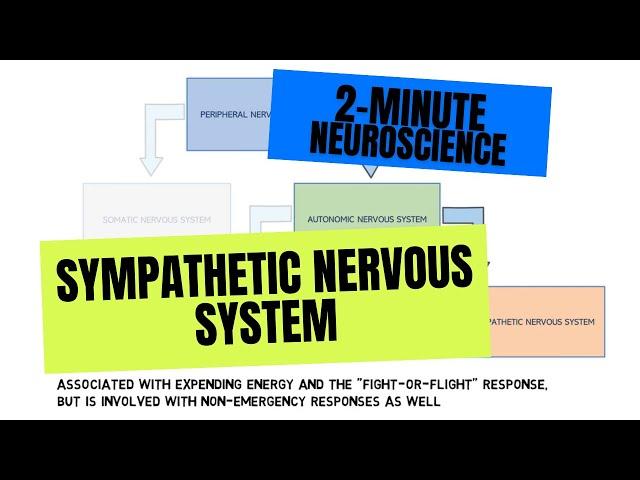 2-Minute Neuroscience: Sympathetic Nervous System