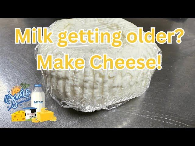 Cheese Rescue! Making Soft Cheese from Aged Goat Milk