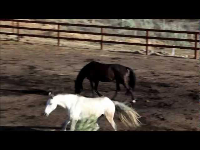 Temecula Homes for sale. Ranch Estates. Farms. Horse Property Orange County. San Diego