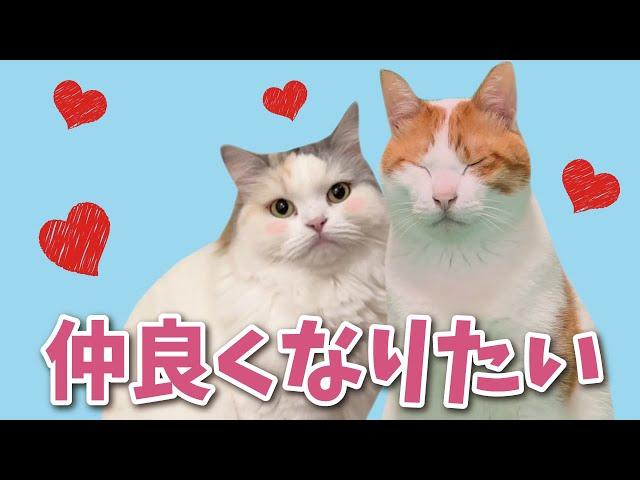【ほんとは大好き】先輩猫となかよくなりたい後輩猫【関西弁でしゃべる猫】【猫アテレコ】