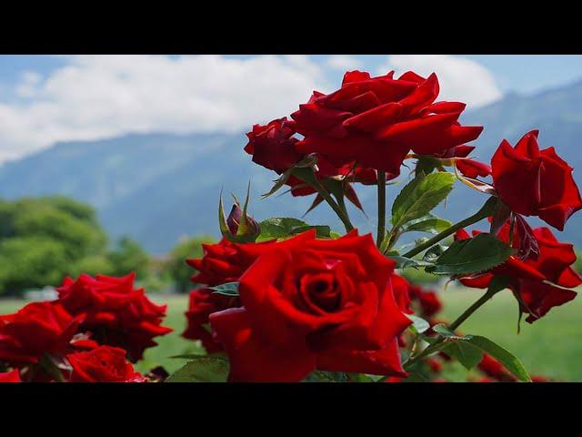 Muskurahte Tumhari || मुस्कुराहटे तुम्हारी || Original Video ||