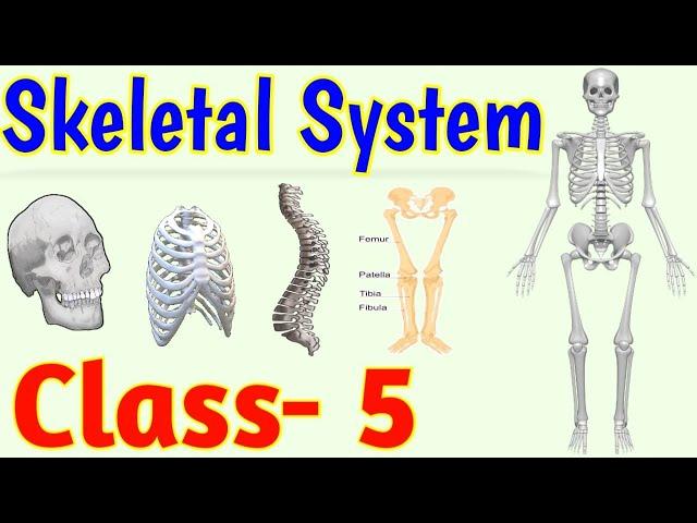 The Skeletal System || Human Skeleton || Class 5 || Science