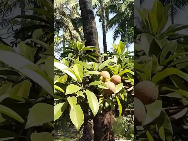 YouTube#short#viralshort#short#video