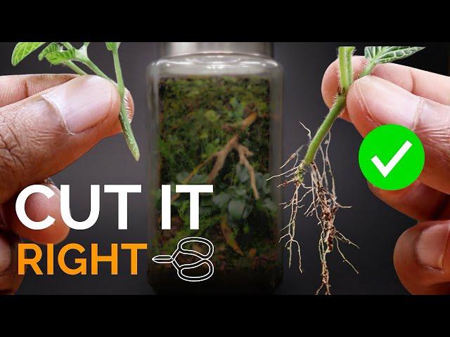 How to take plant cuttings the right way for terrariums