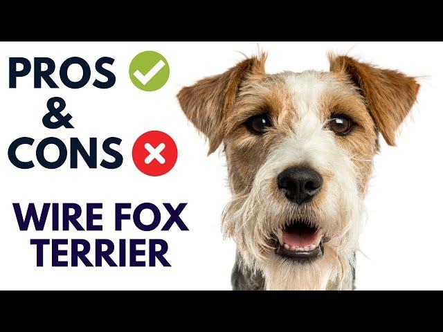 Wire Fox Terrier Dog Breed Pros and Cons | Wire Fox Terrier Advantages and Disadvantages