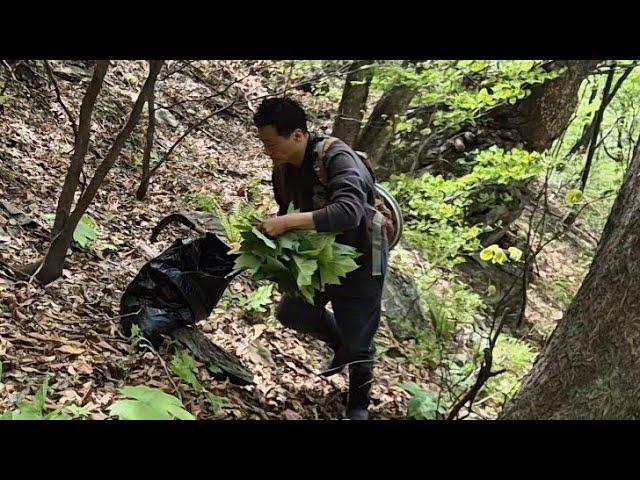 시골로 와서 극한직업을 선택해 산으로만 돌아다니는 생활