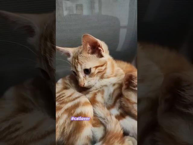 #catshorts #catlovers #lazycat #cutekittenvideos playing kitten