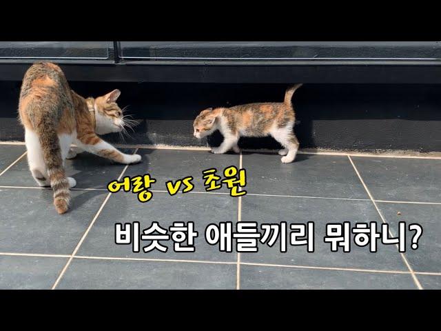인정사정 안봐주는 세기의 대결. 어랑 vs 초원