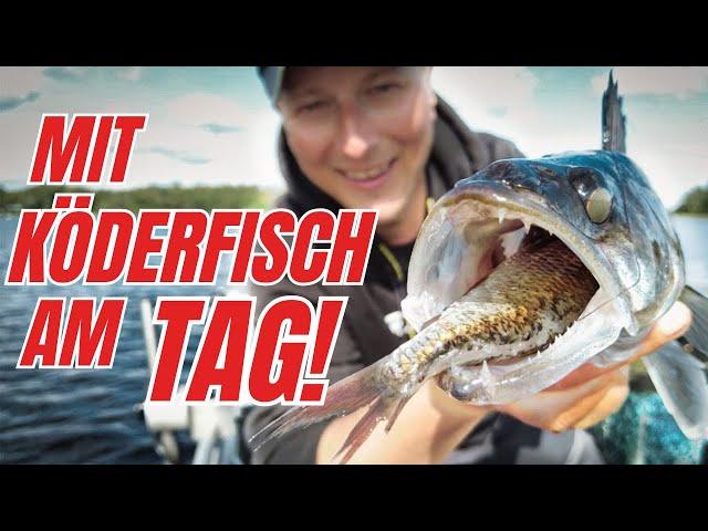 Zander auf Köderfisch am Tag! So gehts!