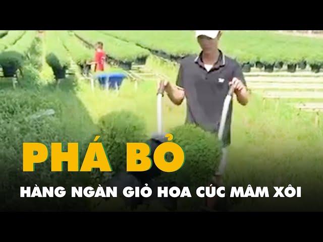 Nhổ bỏ hàng ngàn giỏ hoa cúc mâm xôi ở Bến Tre, sao lại có chuyện trái khoáy này?