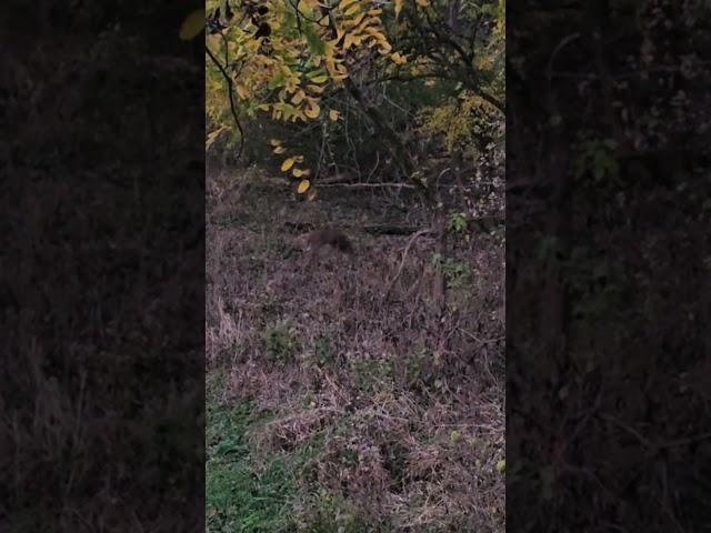 Daybreak deer