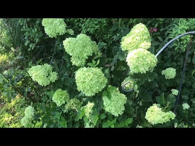 Plant Review: Hydrangea paniculata 'Little Lime'