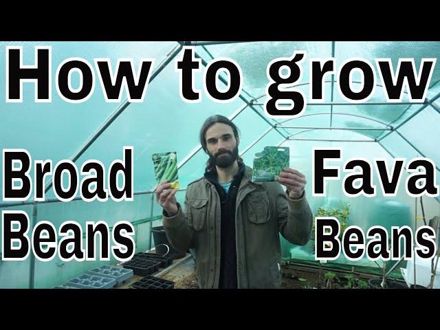 How to grow early Broad Beans (Fava beans) | What to sow in February? | Sowing Spring Broad beans