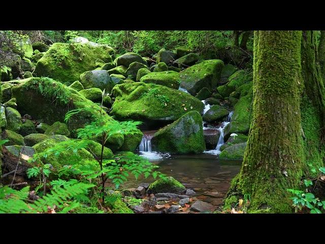 Fantastic Forest Atmosphere, Stream Sounds, Birds Chirping